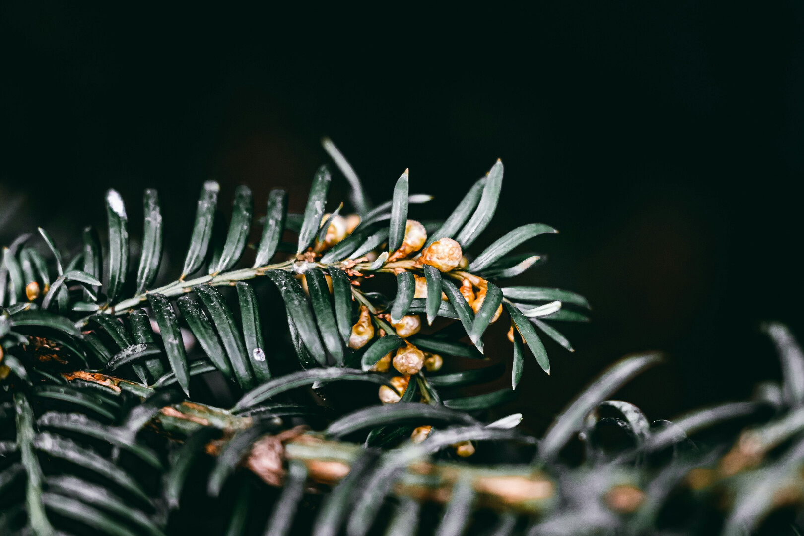 加密互联网银行面临的盈利陷阱